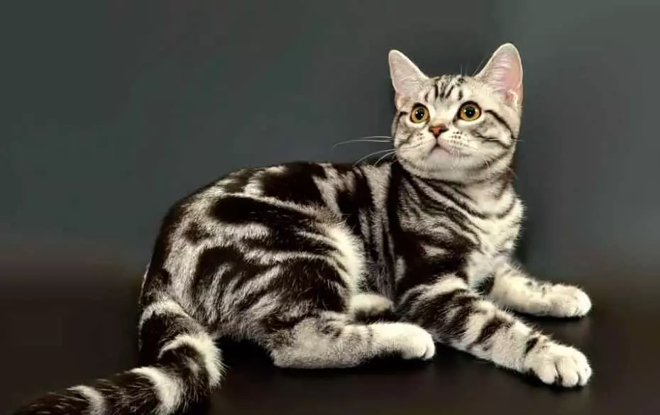American Cats (42 Photos): Smooth-haired, short-haired and other breeds of cats. Paglalarawan ng character ng itim na mga kuting at pusa ng iba pang mga kulay 22531_6