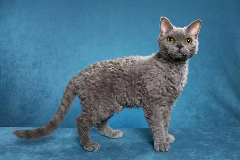 Selkirk Rex (40 photos): Description of the breed of cats, character traits. Why are short-haired cats called a straight? 22533_12