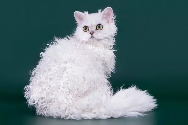 Selkirk Rex (foto 40): Nkọwa nke ụdị nwamba, àgwà agwa. Kedu ihe kpatara nwamba ntutu dị mkpụmkpụ mkpụmkpụ? 22533_13