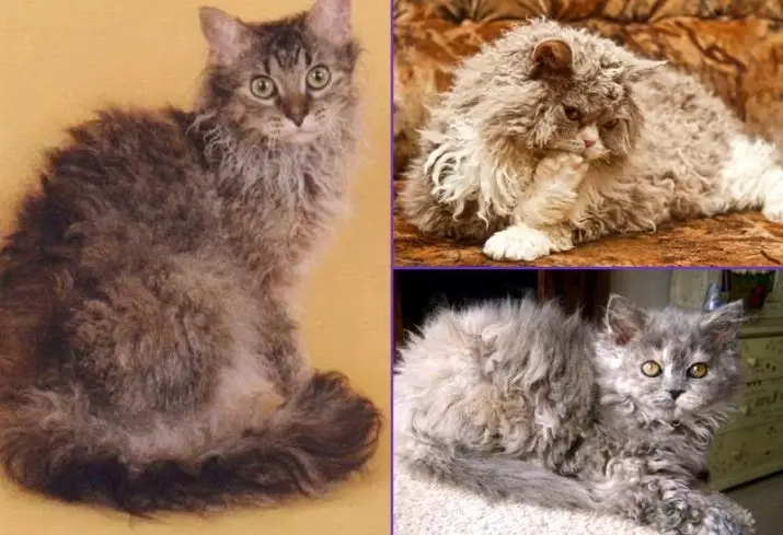 SELKIRK REX (40 fotók): A macskák fajtájának leírása, karakterlák. Miért hívják a rövidszőrű macskákat egyenesen? 22533_15