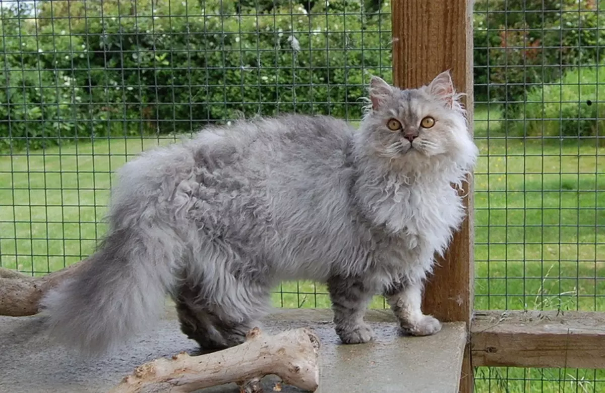 सेल्किर्क रेक्स (40 फोटो): मांजरी, कॅरेक्टर गुणधर्मांचे वर्णन. लहान-केस असलेली मांजरी सरळ म्हणतात का? 22533_32
