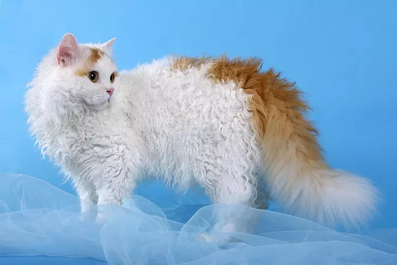 Selkirk Rex (40 រូបថត): ការពិពណ៌នាអំពីពូជឆ្មាសត្វឆ្មាចរិតលក្ខណៈ។ ហេតុអ្វីបានជាសត្វឆ្មាដែលមានសក់ខ្លីហៅថាត្រង់? 22533_6