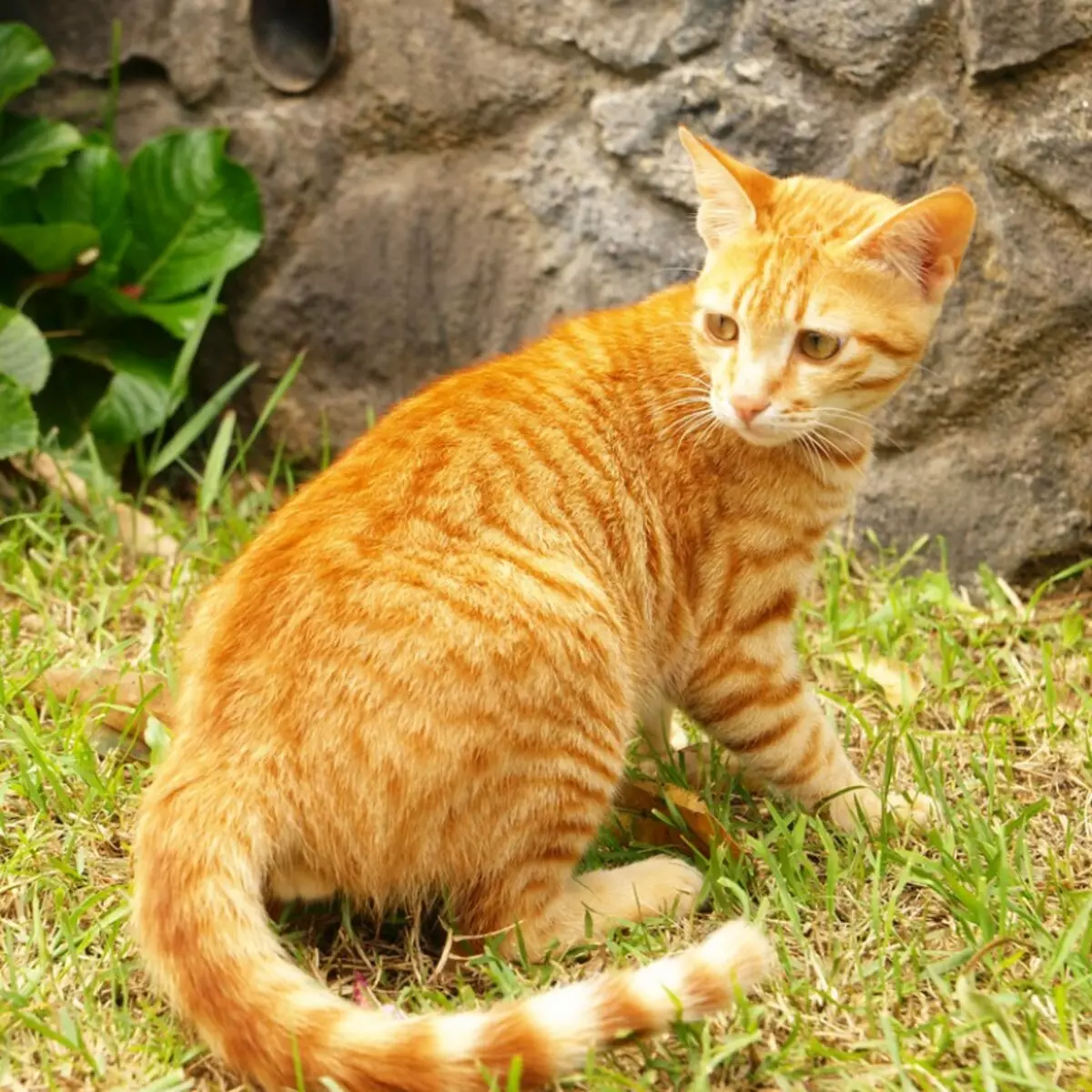 Пестро рыжая. Аравийский МАУ рыжий. Аравийский МАУ порода кошек. Бенгальская короткошерстная кошка рыжая. Арабский МАУ рыжий.