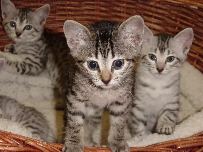 Cats of Breed Arabian Mau (17 wêne): Danasîn, taybetmendiyên lênêrîna ji bo pisîkên mezin û kîtan 22538_16