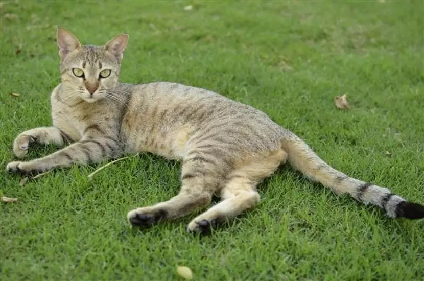 Cats of Breed Arabian Mau (17 wêne): Danasîn, taybetmendiyên lênêrîna ji bo pisîkên mezin û kîtan 22538_2