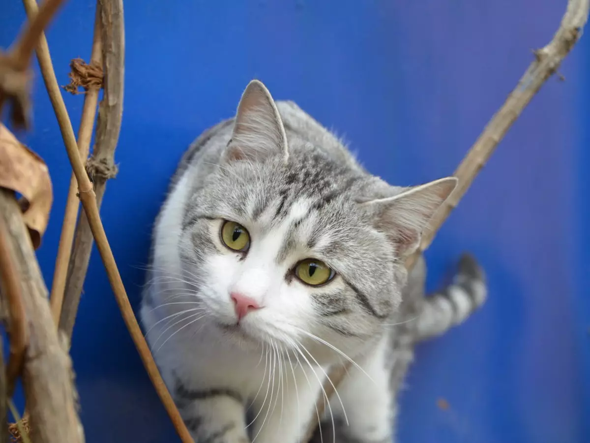Кошкі пароды аравійскі мау (17 фота): апісанне, асаблівасці сыходу за дарослымі коткамі і кацянятамі 22538_3