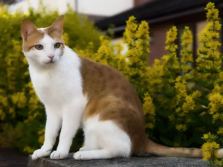 Котки на породата Арабски Мау (17 снимки): описание, особености на грижа за възрастни котки и котенца 22538_4