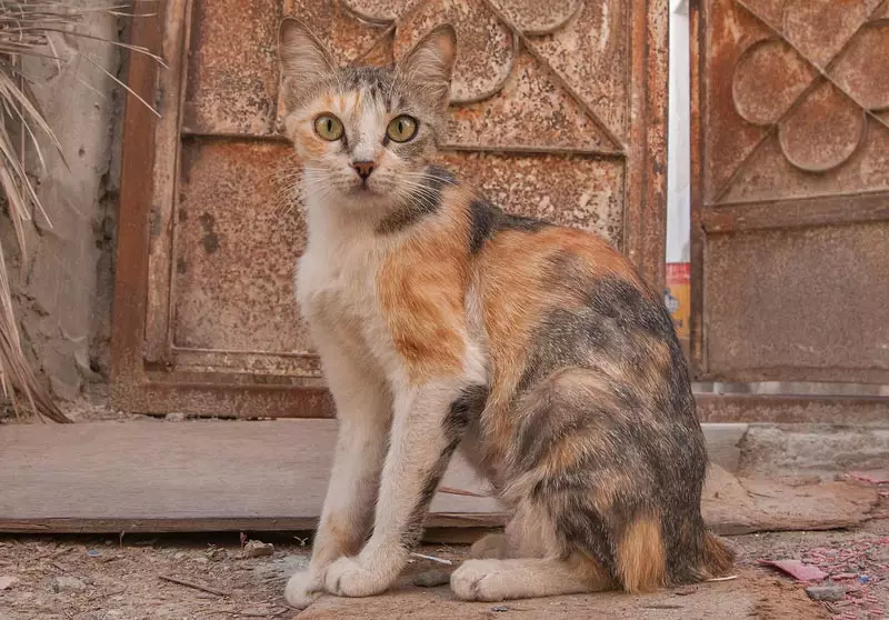 Котки на породата Арабски Мау (17 снимки): описание, особености на грижа за възрастни котки и котенца 22538_5