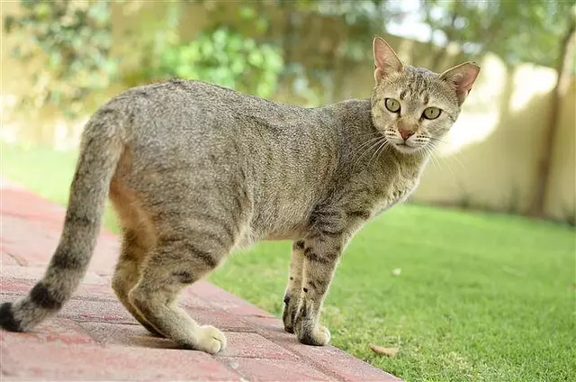 Кошкі пароды аравійскі мау (17 фота): апісанне, асаблівасці сыходу за дарослымі коткамі і кацянятамі 22538_6