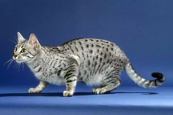 Кошкі пароды аравійскі мау (17 фота): апісанне, асаблівасці сыходу за дарослымі коткамі і кацянятамі 22538_7