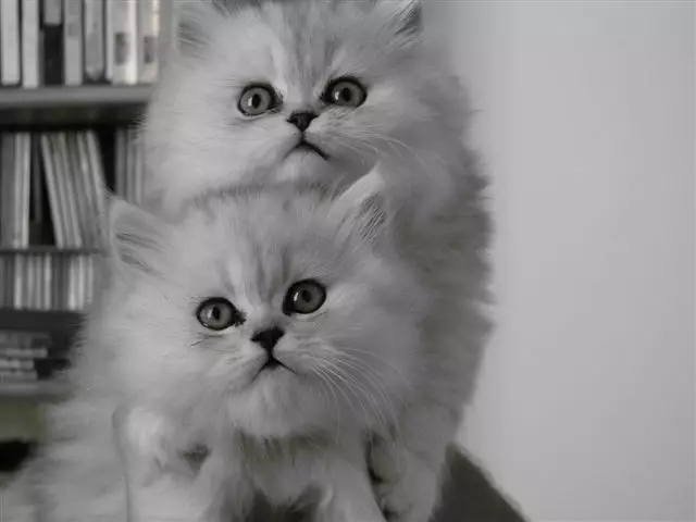 Chinchilla Cat (55 fotos): Descrição dos gatos de Chinchilla, características do personagem. Gatinhos de cor brancos e azuis, cinza e outros 22540_10