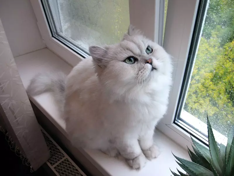 Chinchilla Cat（55写真）：Chinchilla Catsの説明、特徴の特徴。白と青、灰色、その他の色の子猫 22540_11