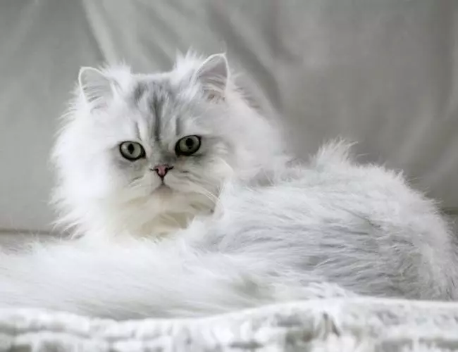 Chinchilla-kat (55 foto's): Beskrywing van Chinchilla-katte, eienskappe van karakter. Wit en blou, grys en ander kleur katjies 22540_12