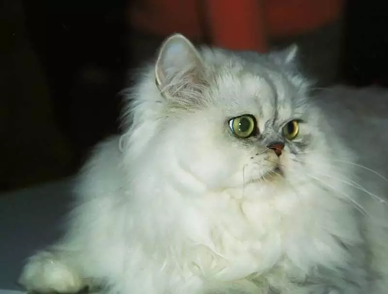 Chinchilla Cat（55写真）：Chinchilla Catsの説明、特徴の特徴。白と青、灰色、その他の色の子猫 22540_13