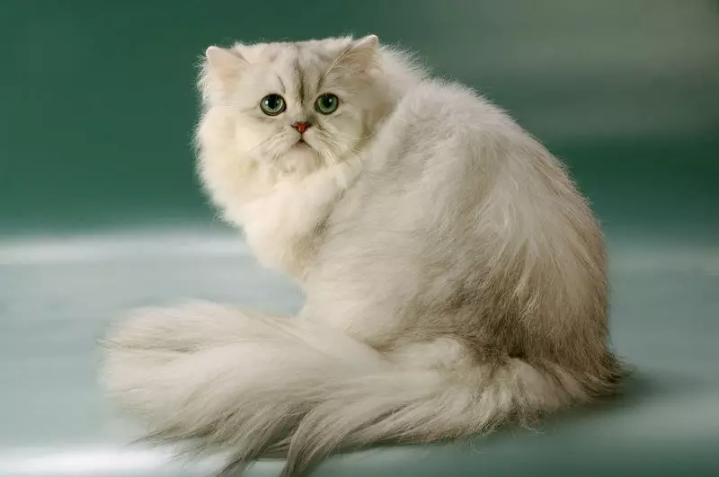 Chinchilla Cat (55 ảnh): Mô tả về mèo Chinchilla, đặc điểm của nhân vật. Mèo con trắng và xanh và màu khác 22540_14