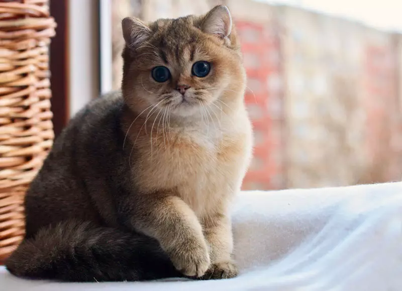 Chinchilla Cat (55 Fotografii): Descrierea pisicilor Chinchilla, caracteristici ale caracterului. Piteți de culoare albă și albastră, gri și alți culori 22540_15