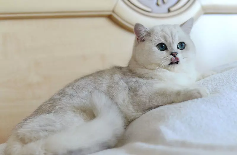 Chinchilla Cat（55張照片）：欽奇拉貓的描述，性格的特點。白色和藍色，灰色和其他顏色小貓 22540_18