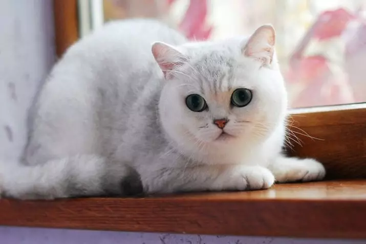 Chinchilla Cat (55 Fotografii): Descrierea pisicilor Chinchilla, caracteristici ale caracterului. Piteți de culoare albă și albastră, gri și alți culori 22540_19