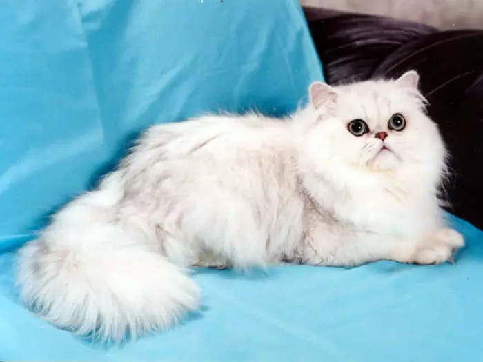 Chinchilla Cat (55 عکس): شرح گربه های چینچیلا، ویژگی های شخصیت. سفید و آبی، خاکستری و دیگر بچه گربه های رنگی 22540_2