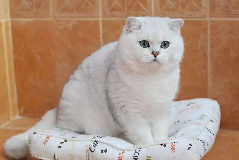 Chinchilla Cat (55 fotografija): Opis Chinchilla mačke, značajke karaktera. Bijeli i plavi, sivi i drugi bojni mačići 22540_20