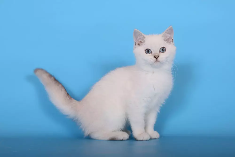 Chinchilla Cat (55 slike): Opis Chinchilla mačke, ima karakter. Bijele i plave, sive i drugih mačića boja 22540_21