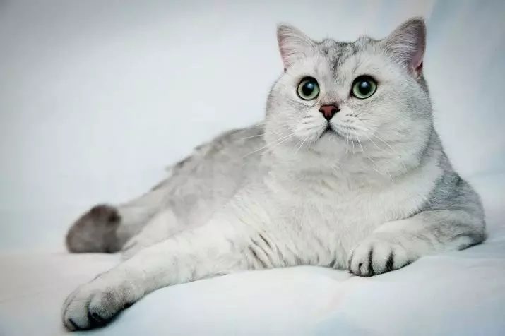 Chinchilla Cat (55 grianghraf): Cur síos ar chait chinchilla, gnéithe carachtar. Kittens bán agus gorm, liath agus dath eile 22540_22