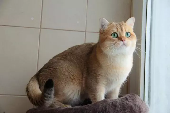 Chinchilla Cat (55 foto): Descrizione dei gatti del cincillà, caratteristiche del personaggio. Gattini bianchi e blu, grigi e altri colori 22540_23