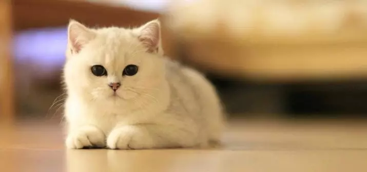 Chinchilla-kat (55 foto's): Beskrywing van Chinchilla-katte, eienskappe van karakter. Wit en blou, grys en ander kleur katjies 22540_24