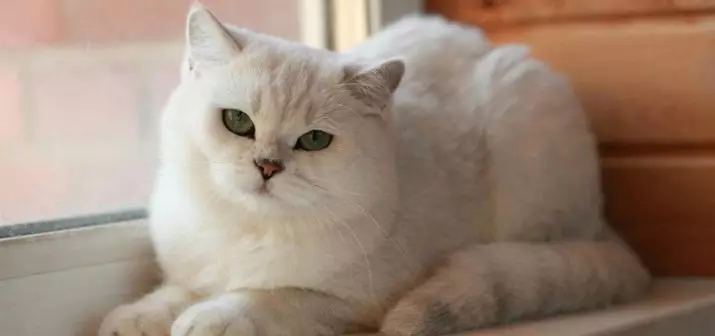 Chinchilla Cat (55 φωτογραφίες): Περιγραφή των γατών τσιντσιλά, χαρακτηριστικά του χαρακτήρα. Λευκό και μπλε, γκρι και άλλα γατάκια χρώματος 22540_25