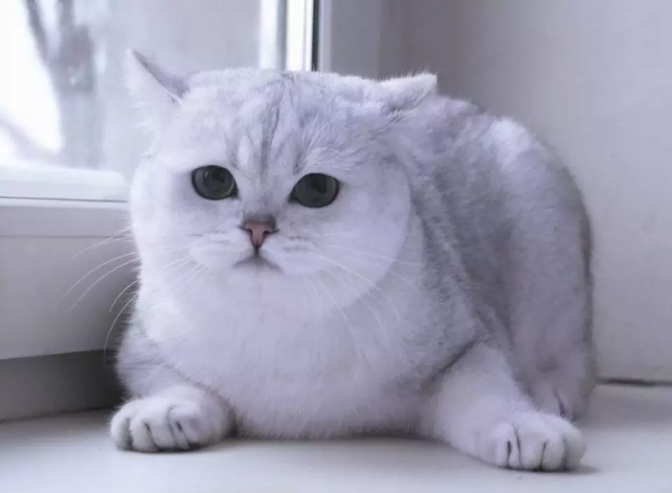Chinchilla Cat (55 zdjęć): opis kotów szynszyli, cechy charakteru. Biały i niebieski, szary i inne kocięta kolorów 22540_26