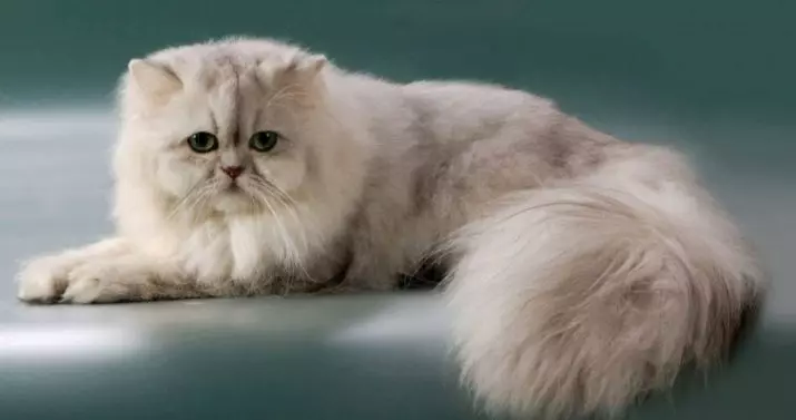 Chinchilla Cat (55 foto): Descrizione dei gatti del cincillà, caratteristiche del personaggio. Gattini bianchi e blu, grigi e altri colori 22540_28