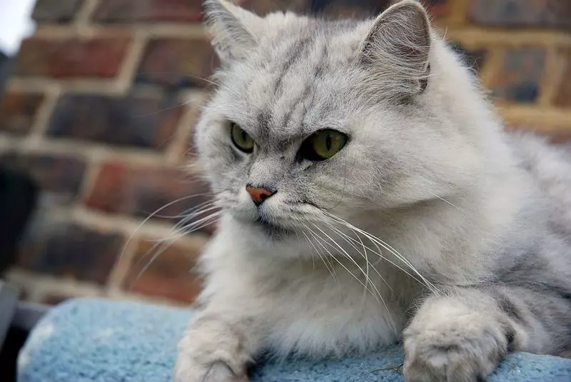 Chinchilla Cat (55 фотографии): Опис на Chinchilla мачки, карактеристики на карактер. Бели и сини, сиви и други бои 22540_3