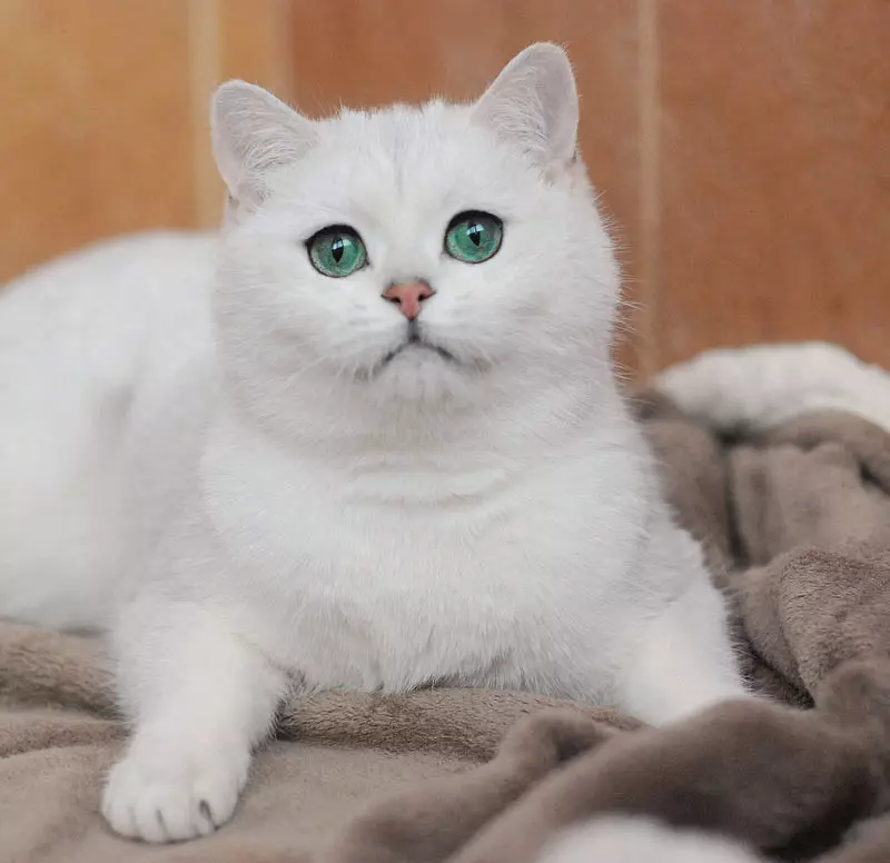 Chinchilla Cat（55写真）：Chinchilla Catsの説明、特徴の特徴。白と青、灰色、その他の色の子猫 22540_32