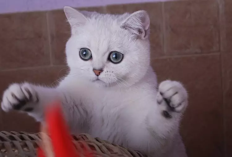 Chinchilla Cat (55 fotek): Popis činčilových koček, vlastnosti charakteru. Bílé a modré, šedé a jiné barevné koťata 22540_33