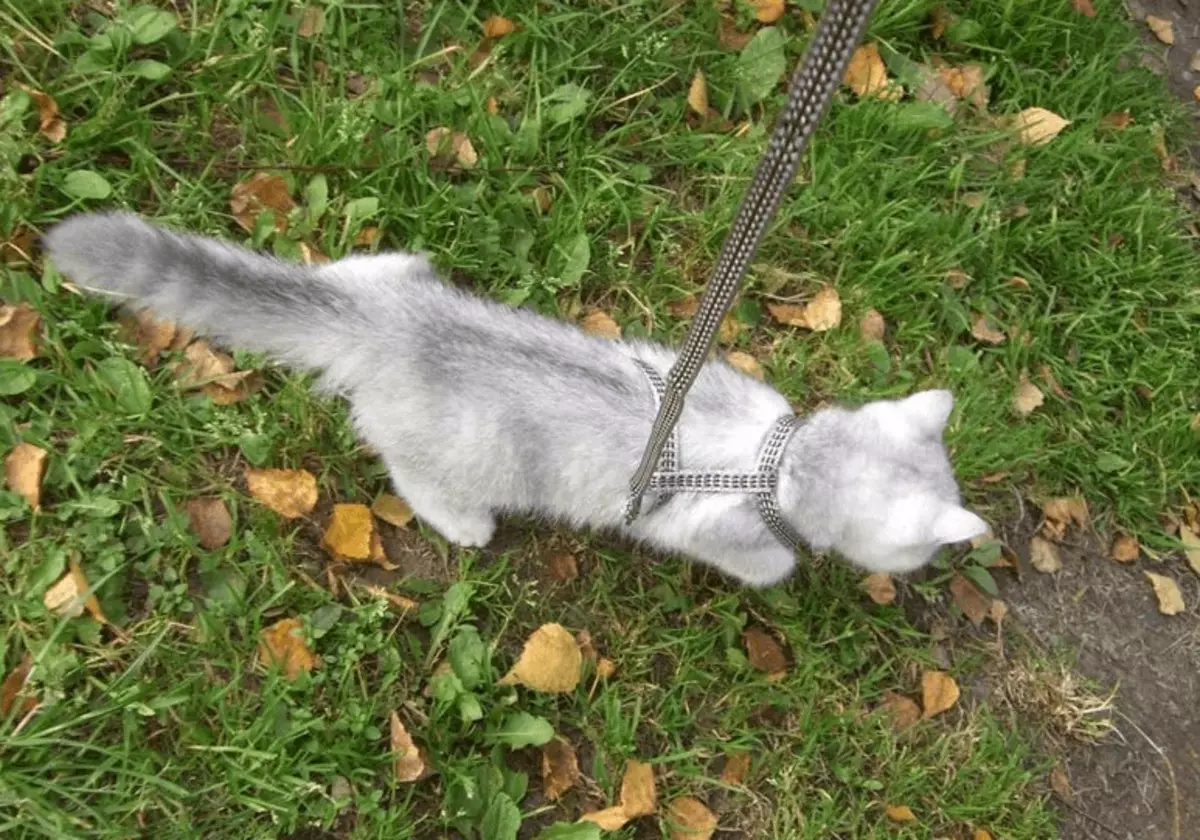 Chinchilla kaķis (55 fotogrāfijas): šinšillas kaķu apraksts, rakstura iezīmes. Balts un zils, pelēks un citi krāsu kaķēni 22540_35