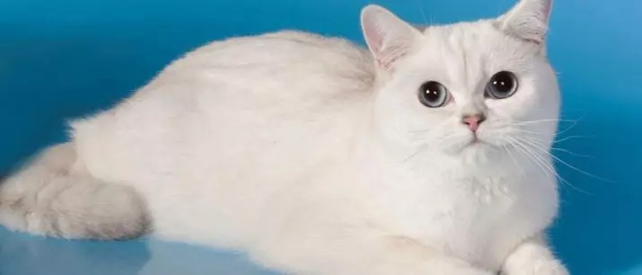 Chinchilla kaķis (55 fotogrāfijas): šinšillas kaķu apraksts, rakstura iezīmes. Balts un zils, pelēks un citi krāsu kaķēni 22540_37
