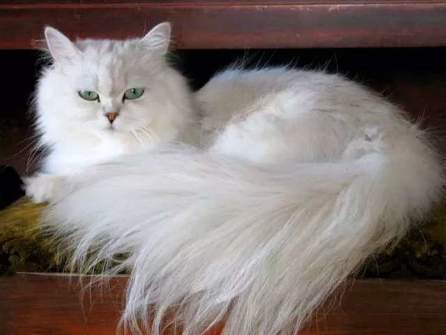 Chinchilla Cat (55 kuvaa): Kuvaus Chinchilla kissoista, ominaisuudet. Valkoinen ja sininen, harmaa ja muut väripennut 22540_4