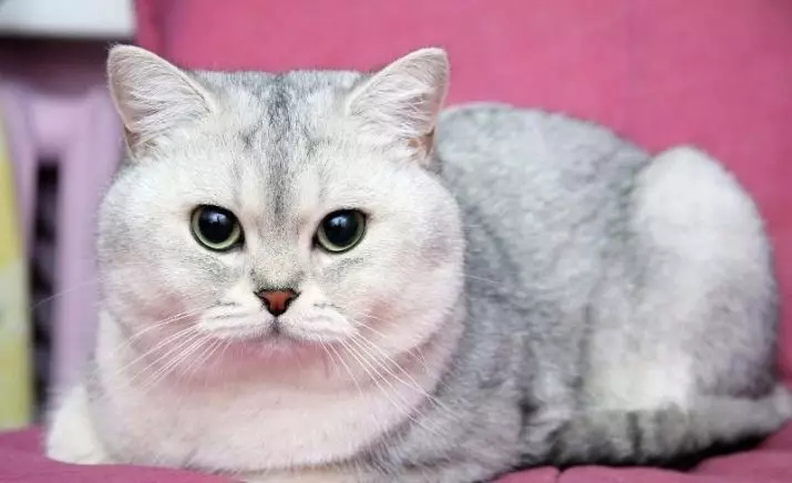 Chinchilla Cat (55 ảnh): Mô tả về mèo Chinchilla, đặc điểm của nhân vật. Mèo con trắng và xanh và màu khác 22540_46