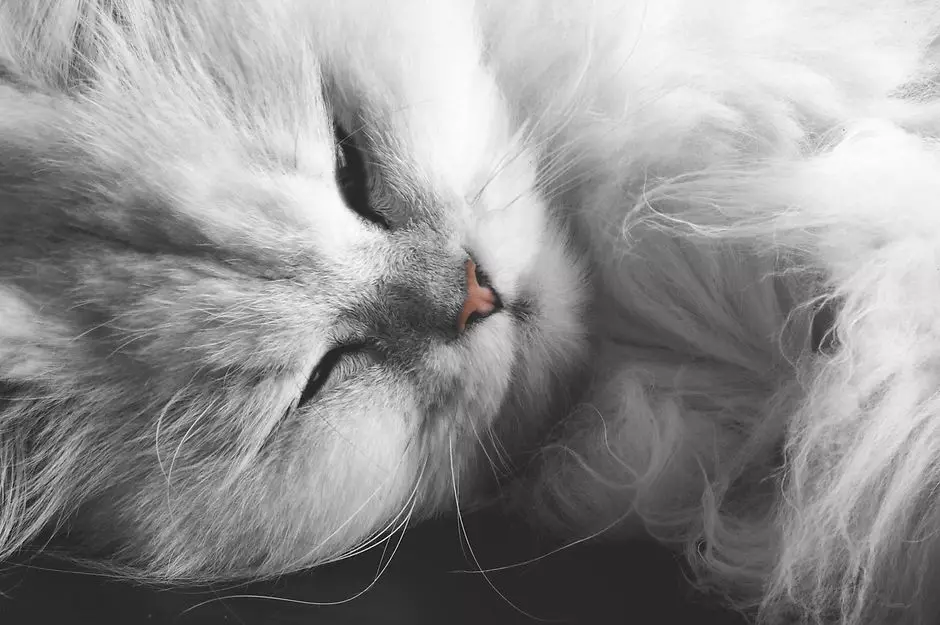Chinchilla Cat (55 fotografií): Popis činčilých mačiek, funkcie charakteru. Biela a modrá, sivá a iná farebná mačiatka 22540_47