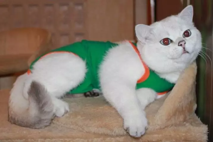 Chinchilla Cat (55 фотографии): Опис на Chinchilla мачки, карактеристики на карактер. Бели и сини, сиви и други бои 22540_49