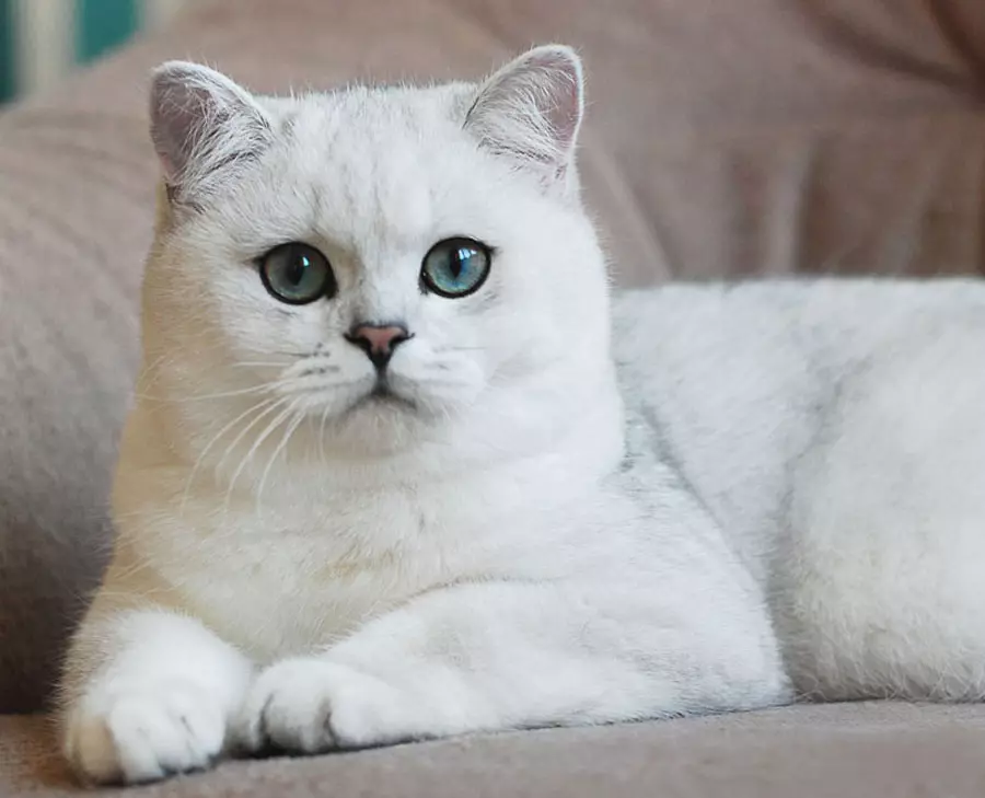 Chinchilla Cat (55 Fotoğraf): Chinchilla kedilerinin, karakterin özelliklerinin açıklaması. Beyaz ve mavi, gri ve diğer renk yavru kedi 22540_5