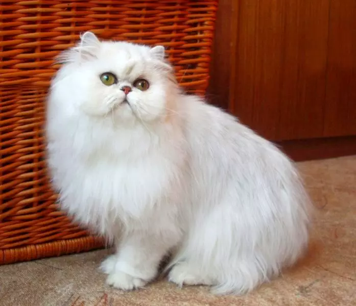 Chinchilla Cat (55 Fotografii): Descrierea pisicilor Chinchilla, caracteristici ale caracterului. Piteți de culoare albă și albastră, gri și alți culori 22540_6