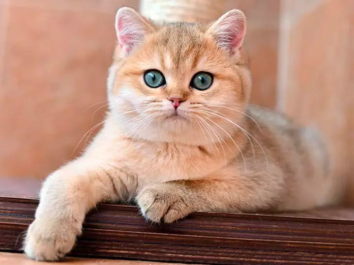 Chinchilla Cat（55写真）：Chinchilla Catsの説明、特徴の特徴。白と青、灰色、その他の色の子猫 22540_7