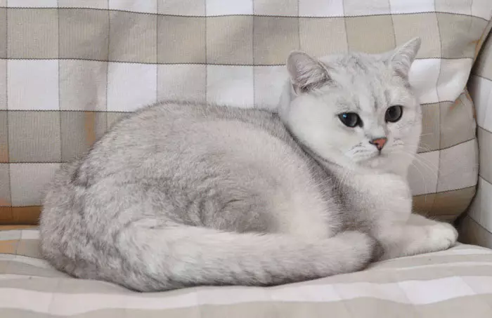 Chinchilla Cat (55 bilder): Beskrivelse av Chinchilla katter, egenskaper. Hvit og blå, grå og andre farge kattunger 22540_8