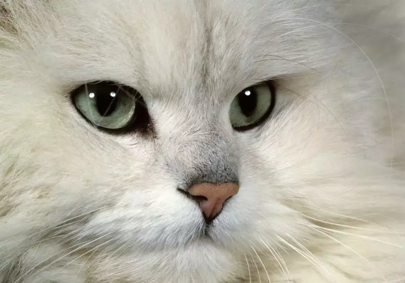 Chinchilla Cat (55 լուսանկար). Chinchilla կատուների նկարագրությունը, բնույթի առանձնահատկությունները: Սպիտակ եւ կապույտ, մոխրագույն եւ այլ գույներով kittens 22540_9