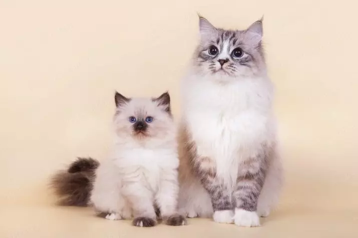 نیوا مسکرادیوں کی بلیوں کی بلیوں (13 فوٹو): TEBBY، ریڈ، بلیو پوائنٹ، کچھی اور دیگر کے رنگوں کی خصوصیات 22542_3