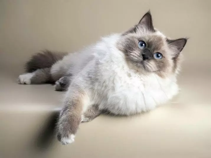 नेवा मास्करेड (13 फोटो) च्या मांजरीची मांजरी: Tebby, लाल, निळा बिंदू, कछुए आणि इतरांच्या रंगांची वैशिष्ट्ये 22542_4
