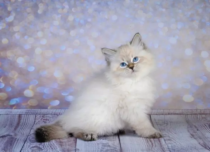 חתולים של חתולים של חביות נבה (13 תמונות): תכונות של צבעים של טבבי, אדום, כחול נקודה, צב ואחרים 22542_5