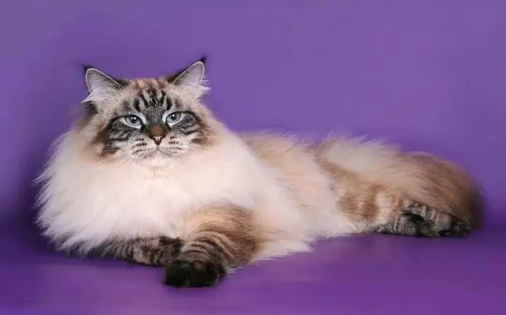 نیوا مسکرادیوں کی بلیوں کی بلیوں (13 فوٹو): TEBBY، ریڈ، بلیو پوائنٹ، کچھی اور دیگر کے رنگوں کی خصوصیات 22542_7
