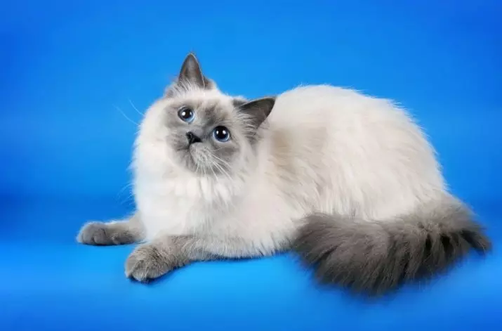 नेवा मास्करेड (13 फोटो) च्या मांजरीची मांजरी: Tebby, लाल, निळा बिंदू, कछुए आणि इतरांच्या रंगांची वैशिष्ट्ये 22542_8